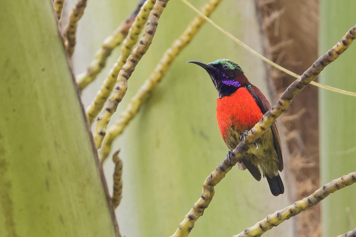 Purple-throated Sunbird (Purple-throated) - Vincent Wang