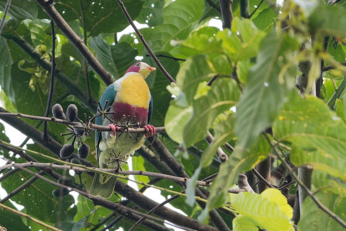 Yellow-breasted Fruit-Dove - ML163334751