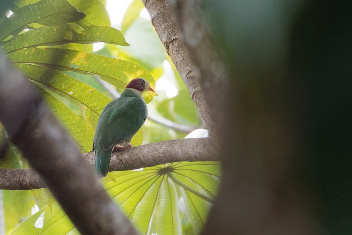 Yellow-breasted Fruit-Dove - ML163334761