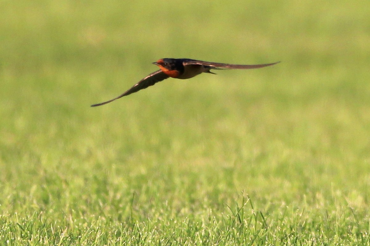 Barn Swallow - Peter F