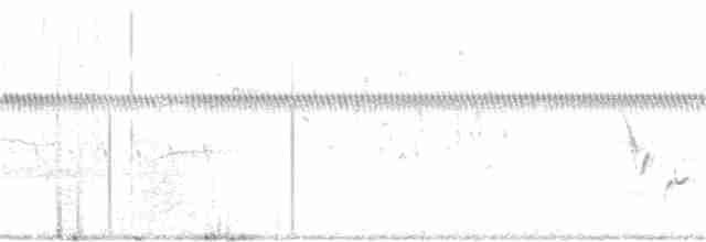 pygmérørdrum - ML163336401