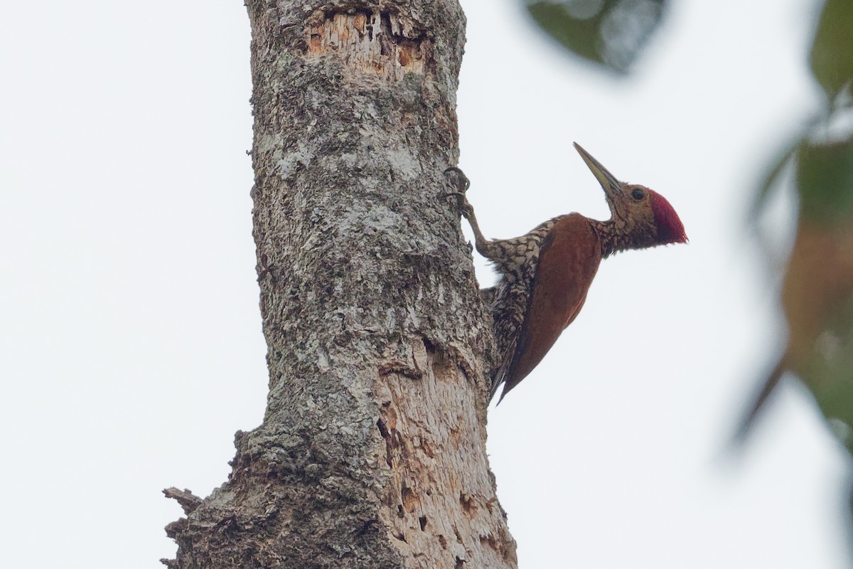 Buff-spotted Flameback - Vincent Wang
