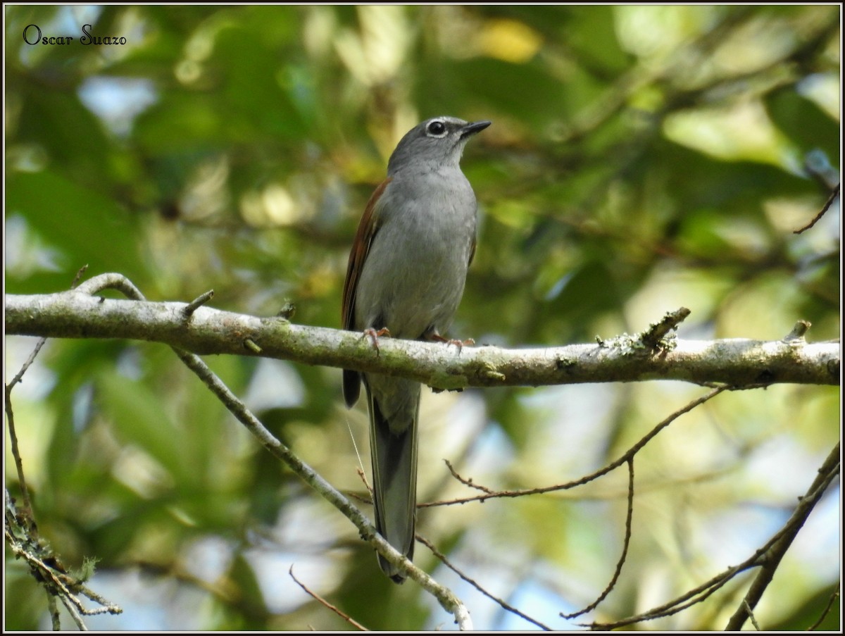 Brown-backed Solitaire - ML163337461