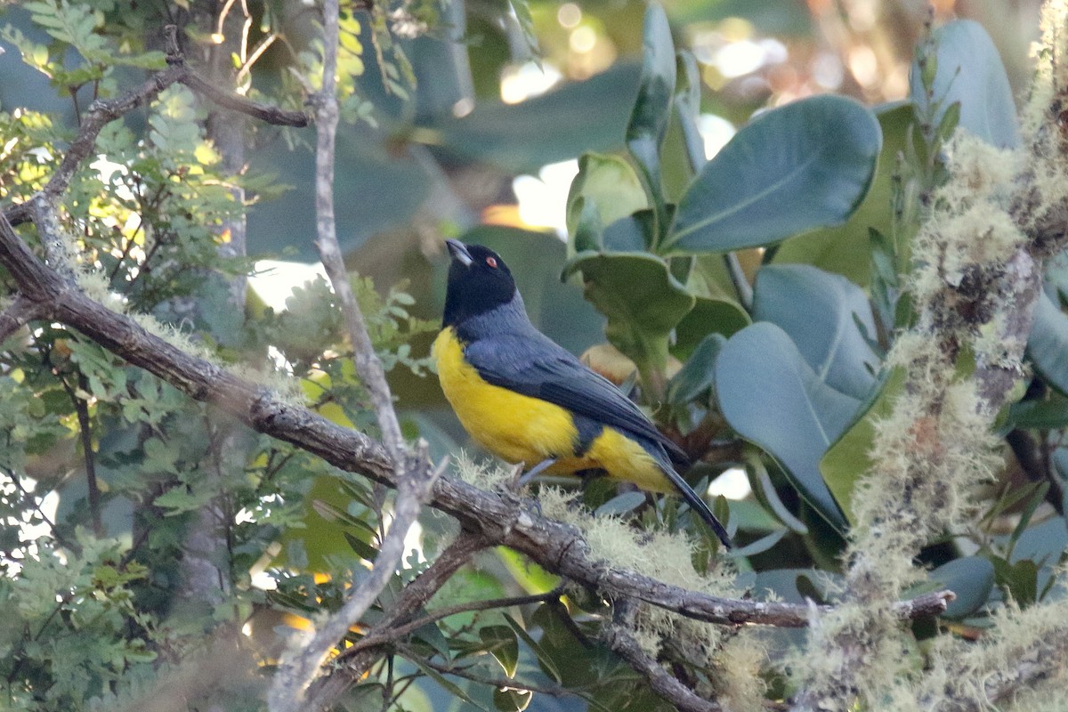 Hooded Mountain Tanager - ML163338291