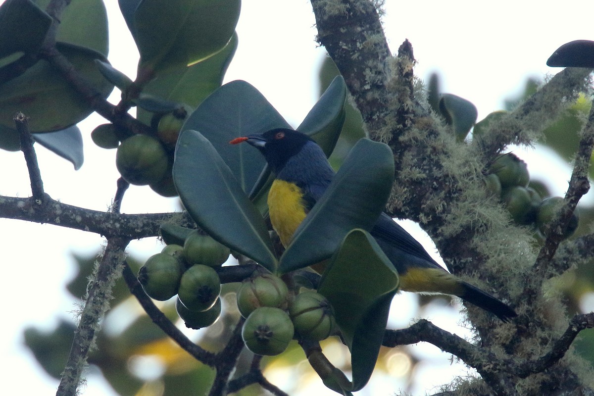 Hooded Mountain Tanager - ML163338301