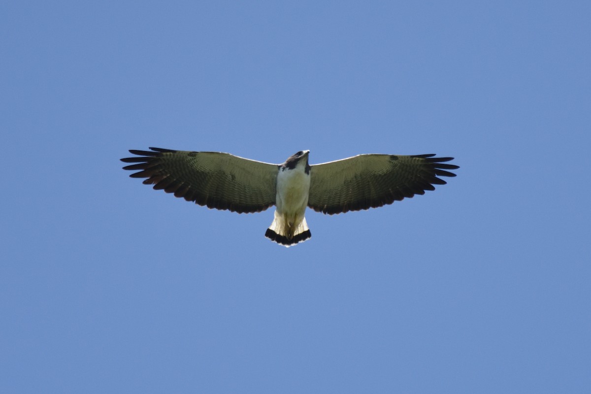 White-tailed Hawk - German Garcia