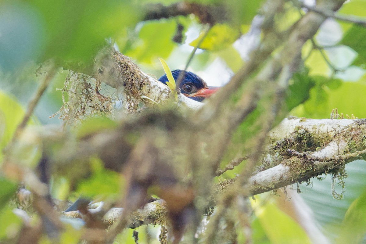 Blue-capped Kingfisher - ML163344971