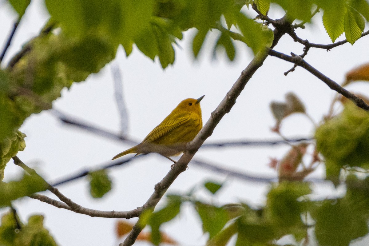 Yellow Warbler - Jeremy Cushman