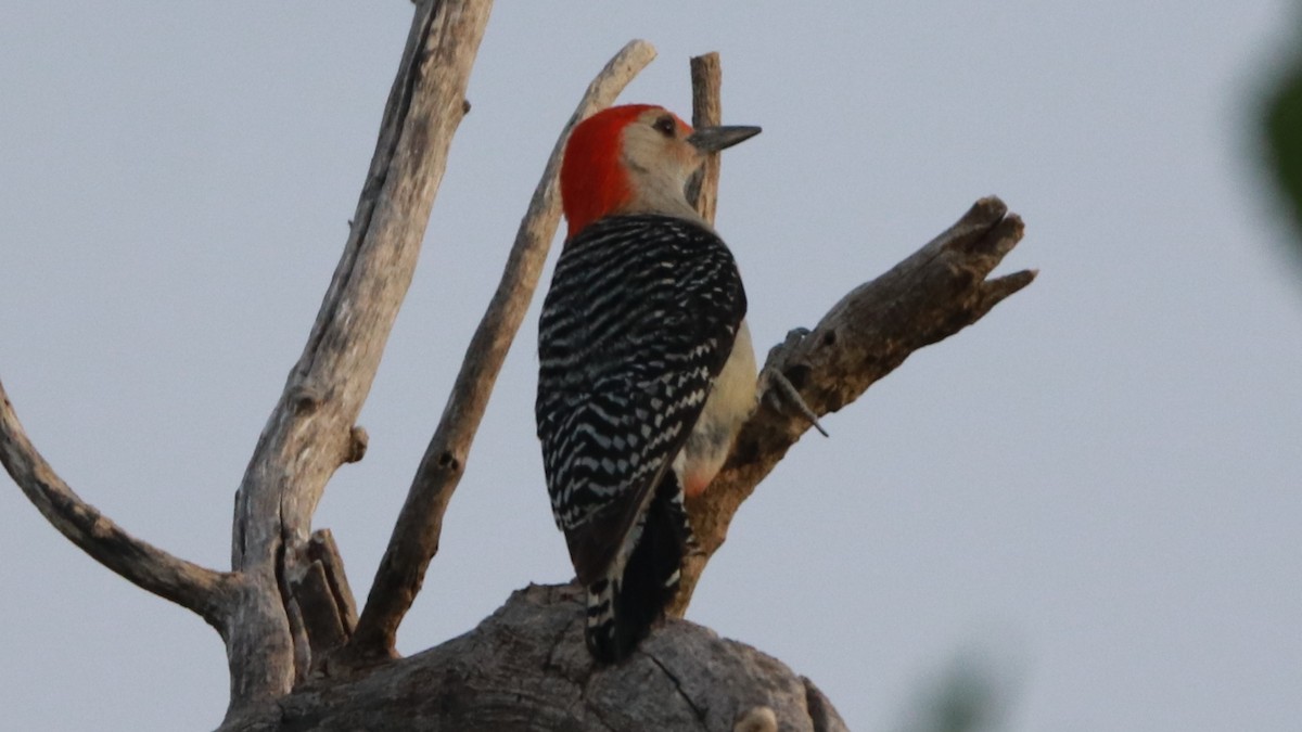 Red-bellied Woodpecker - Bez Bezuidenhout