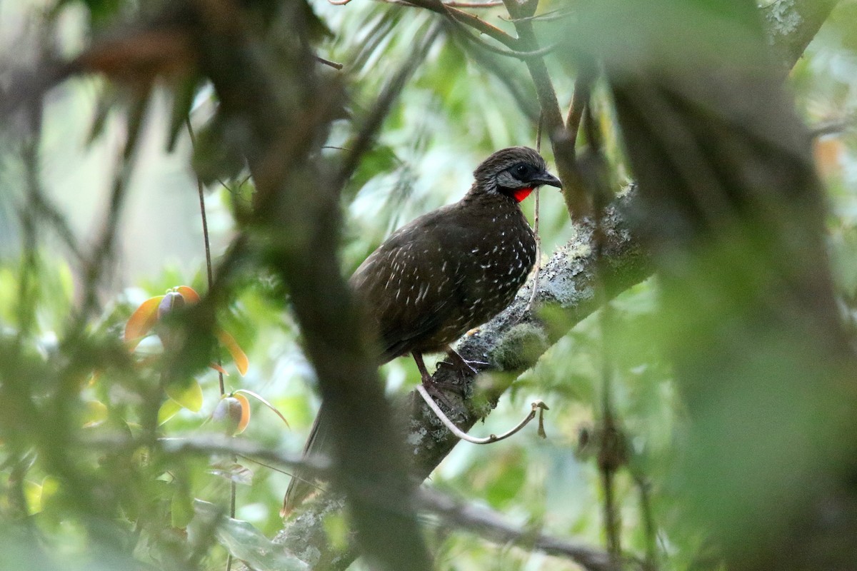 Band-tailed Guan - Stephen Gast