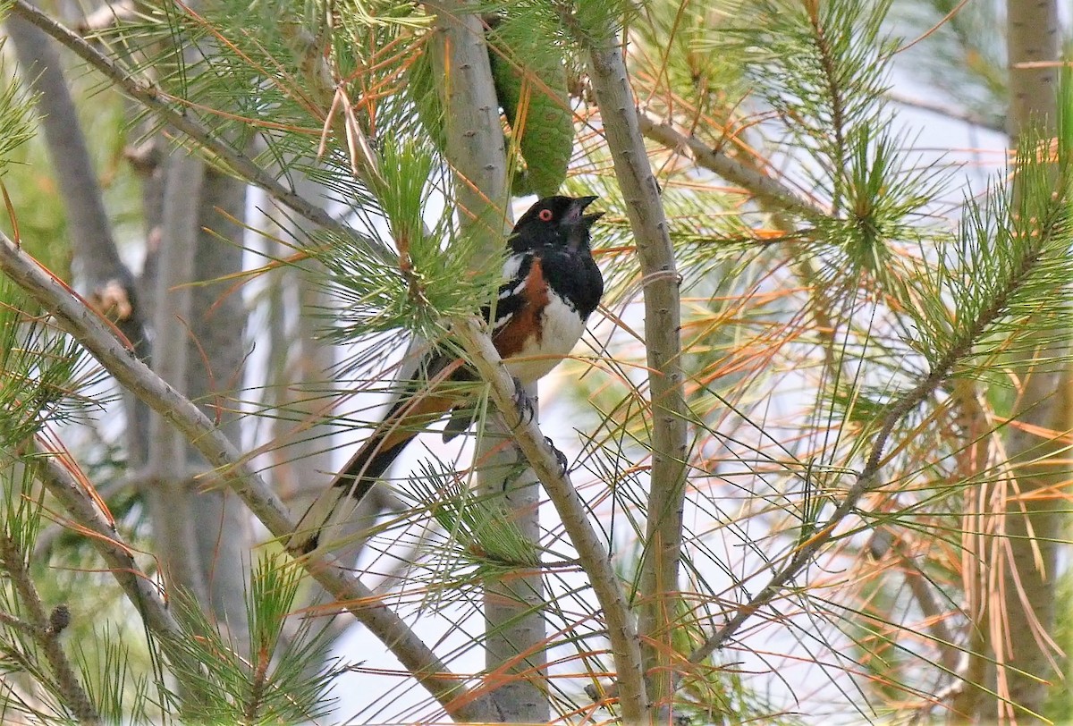 Spotted Towhee - ML163351771