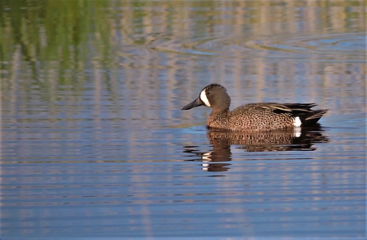 Blue-winged Teal - ML163352401