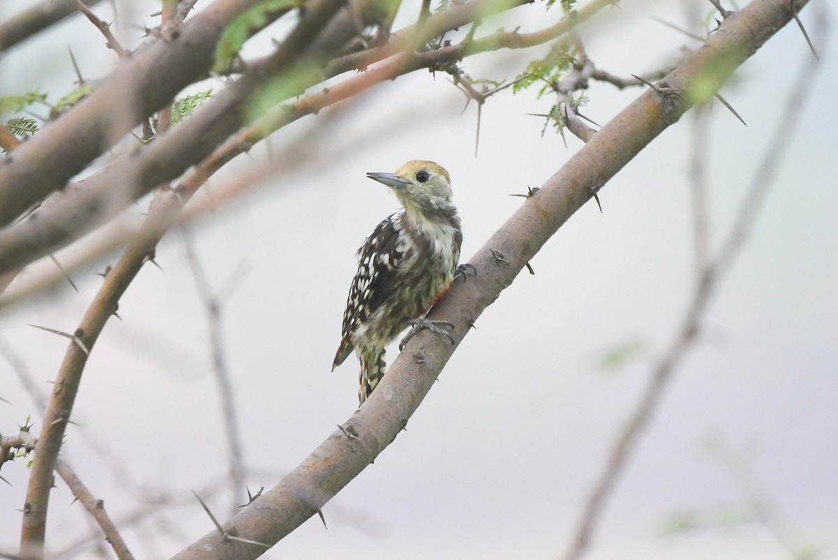 Yellow-crowned Woodpecker - Manas マナサ
