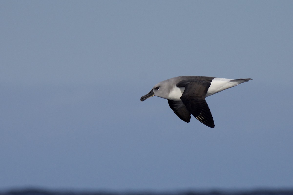 Gray-headed Albatross - ML163355711