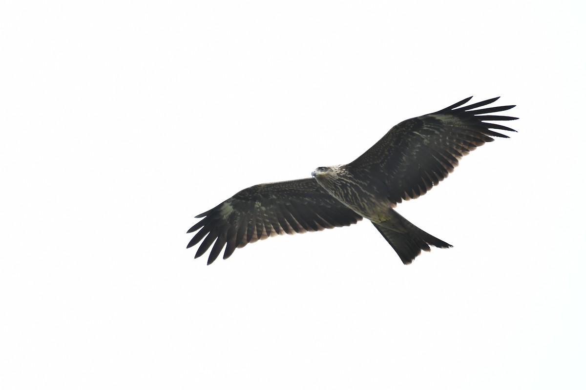 Black Kite (Black-eared) - ML163358721