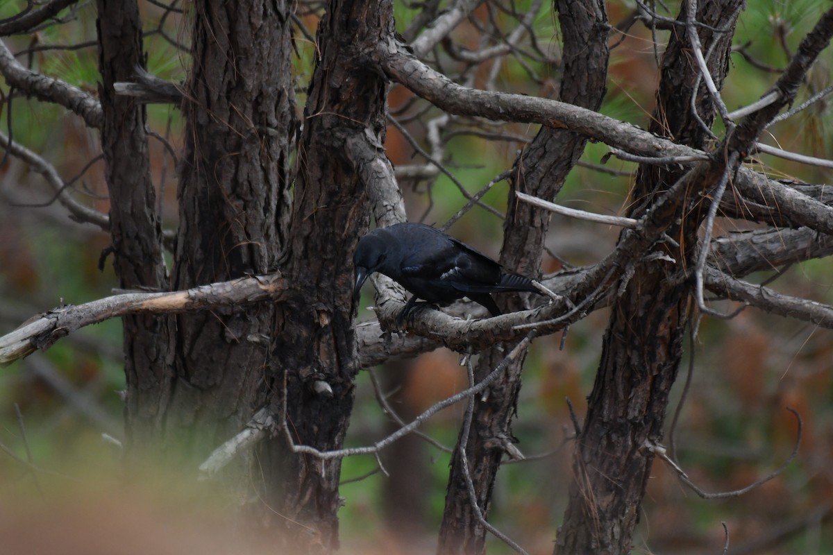 Large-billed Crow (Indian Jungle) - ML163358871