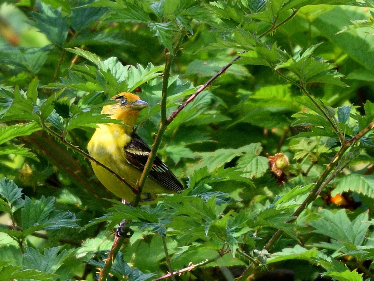 Western Tanager - ML163360831