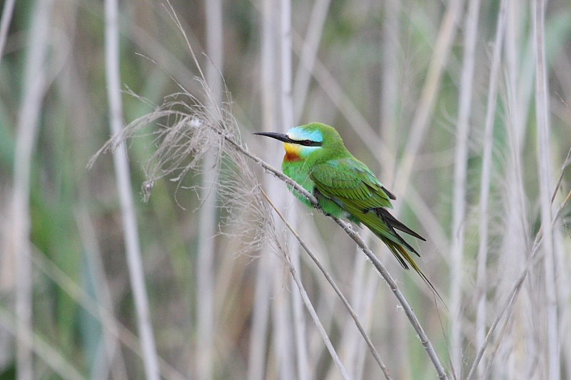 Blue-cheeked Bee-eater - Jose Antonio Lama