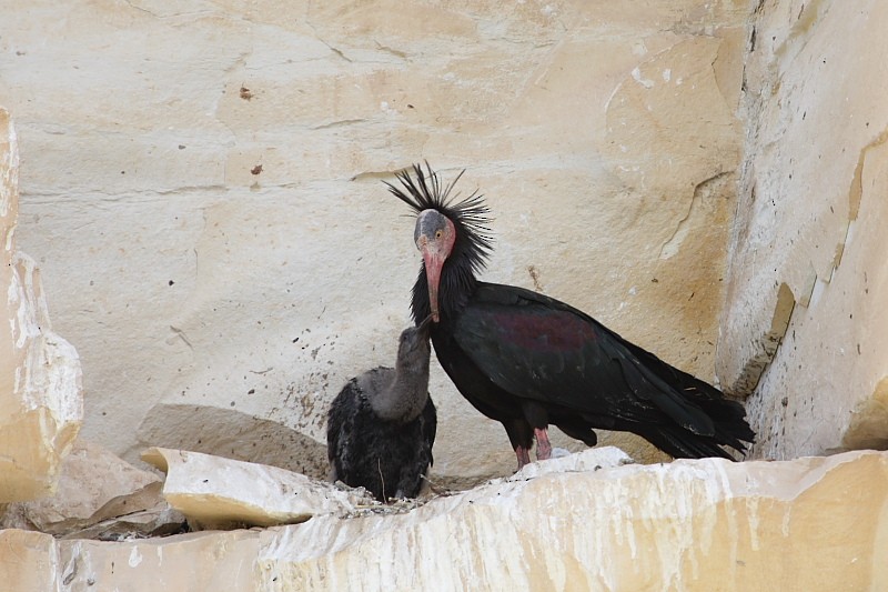 Northern Bald Ibis - Jose Antonio Lama