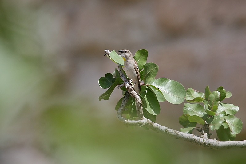 Yellow-throated Sparrow - Jose Antonio Lama