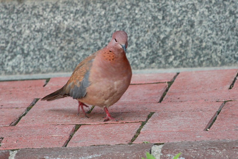 Laughing Dove - ML163364371