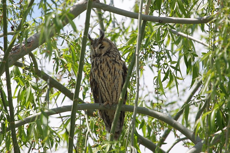 Long-eared Owl - ML163364411