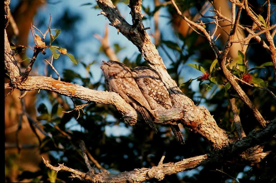 Tawny Frogmouth - Peter Turner