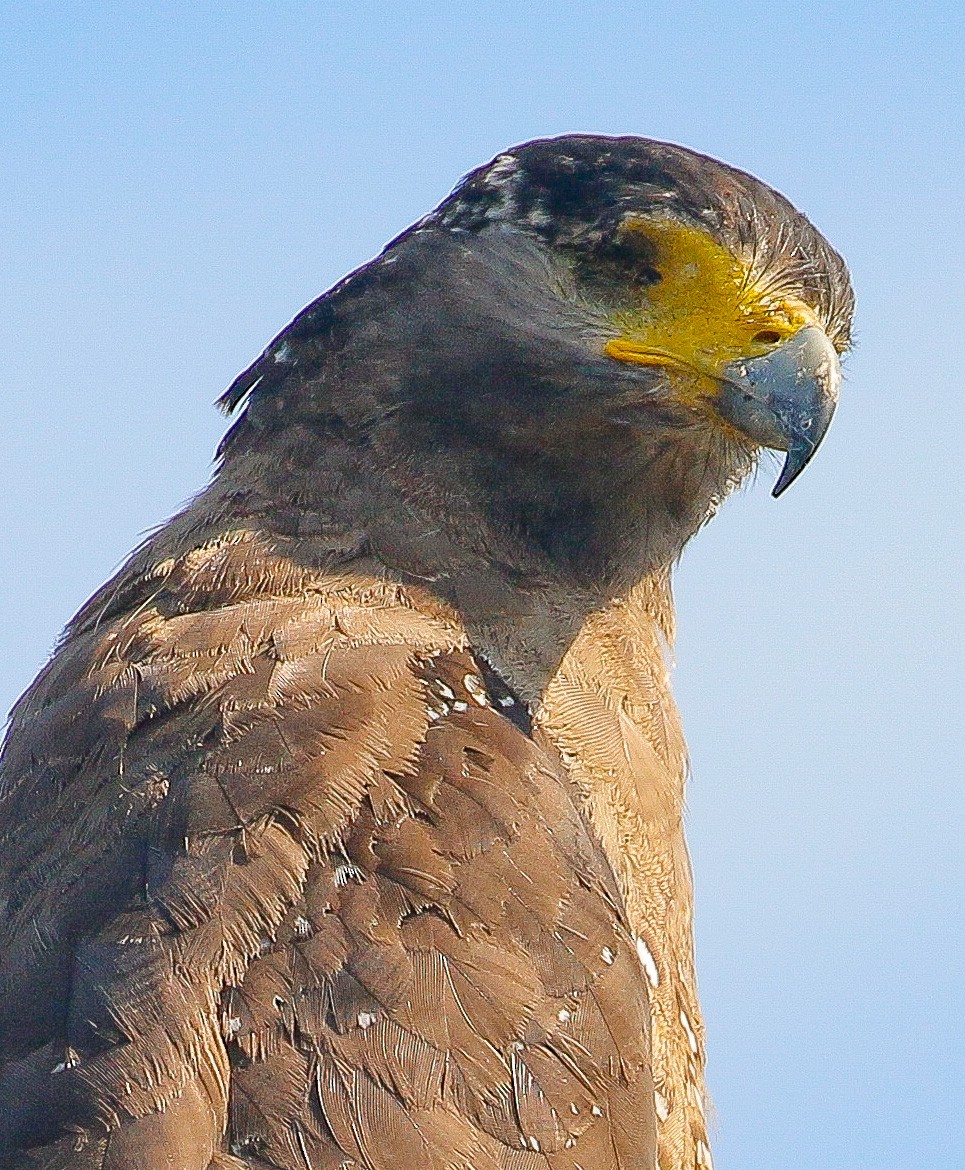 Crested Serpent-Eagle - ML163367181