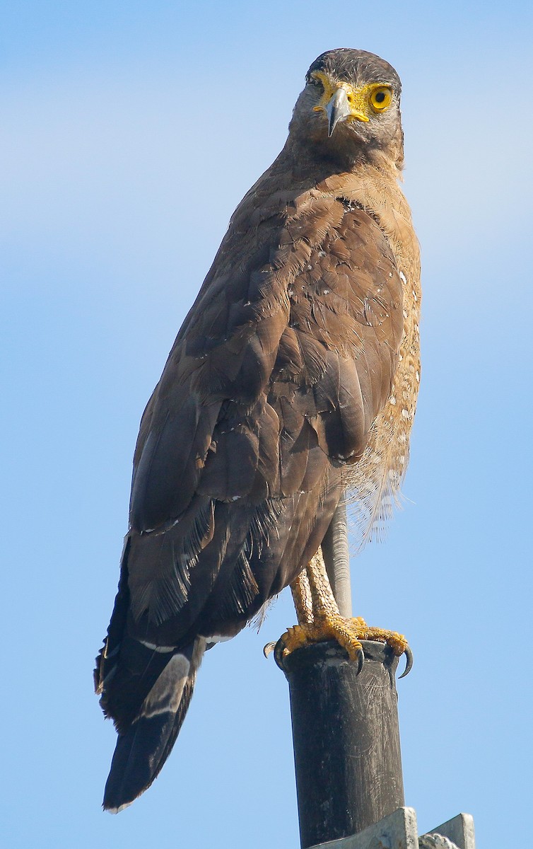 Crested Serpent-Eagle - ML163367191