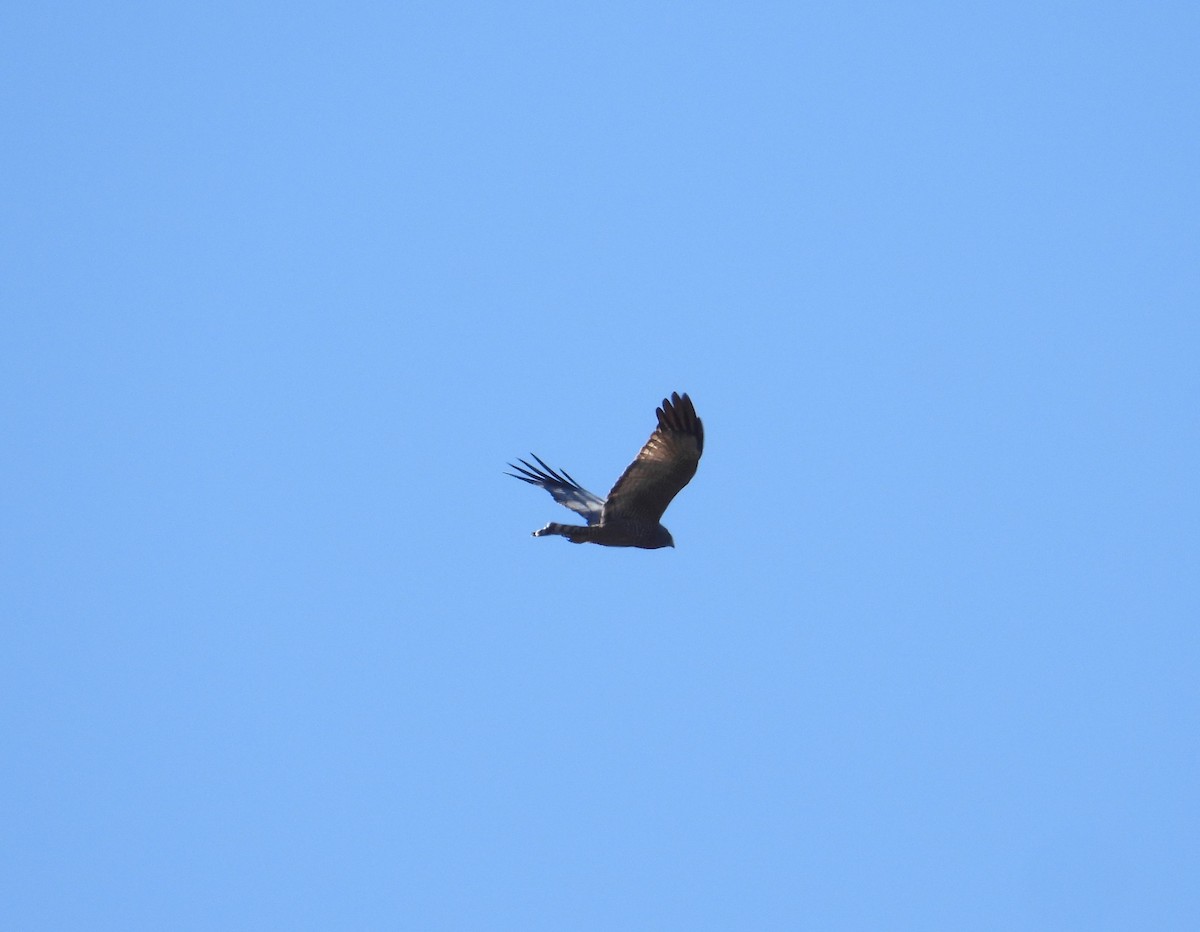 Spotted Harrier - Chris Burwell