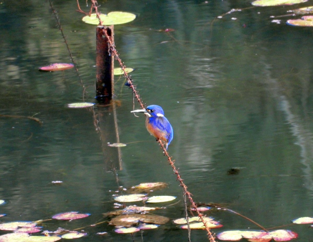 Azure Kingfisher - Chris Burwell