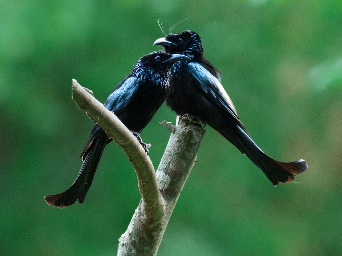 Hair-crested Drongo - Anonymous