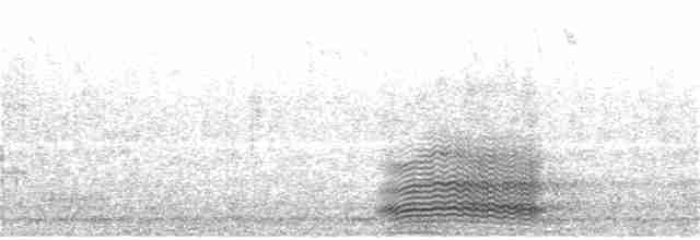 Тасманийский ворон - ML163369501