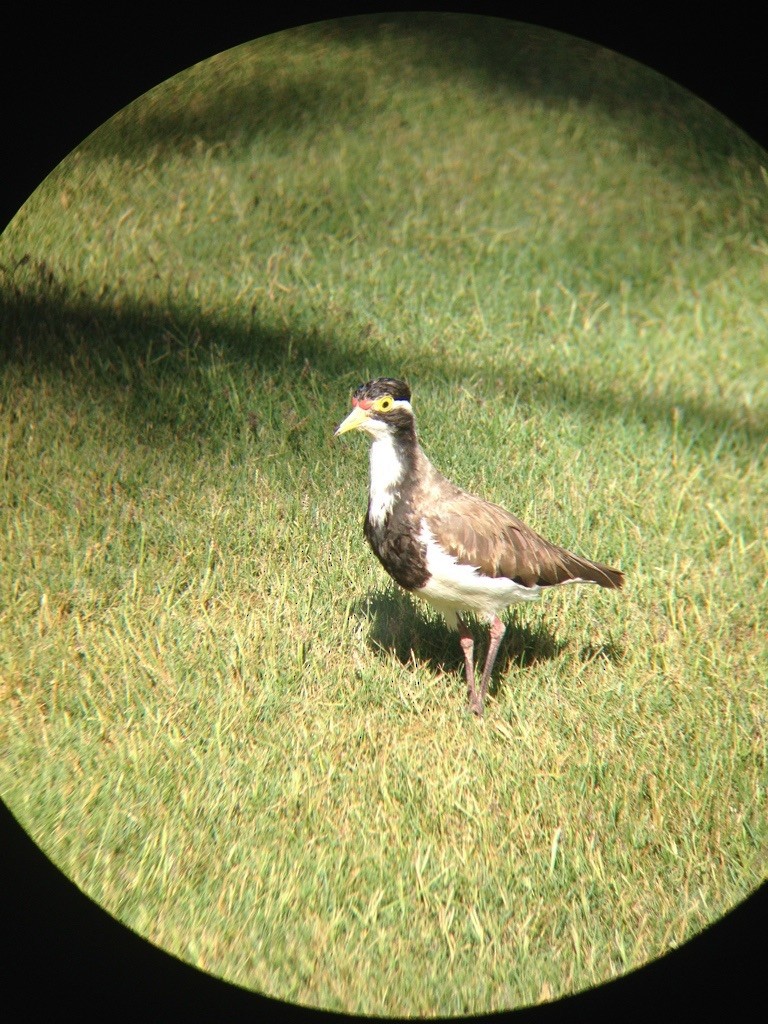Banded Lapwing - ML163370871