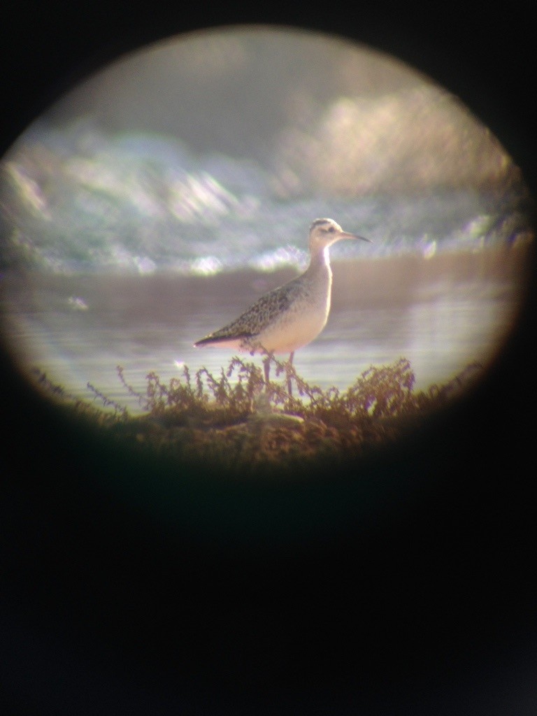 Little Curlew - ML163370911