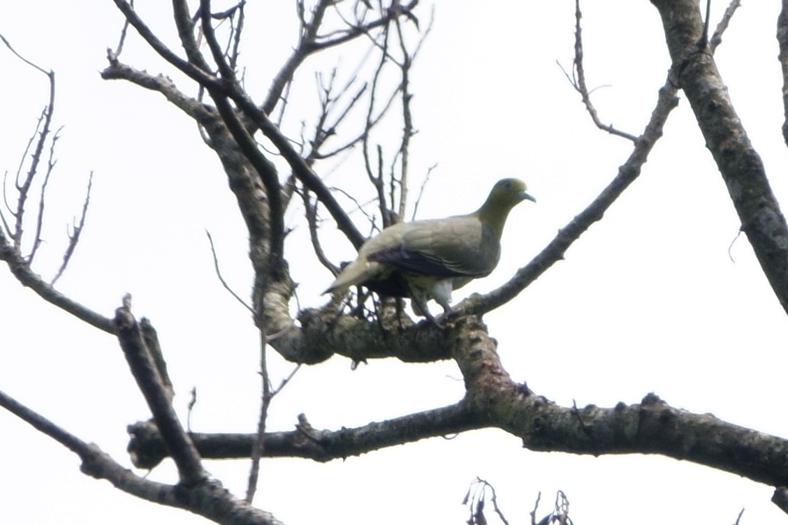 White-bellied Green-Pigeon - ST Chien