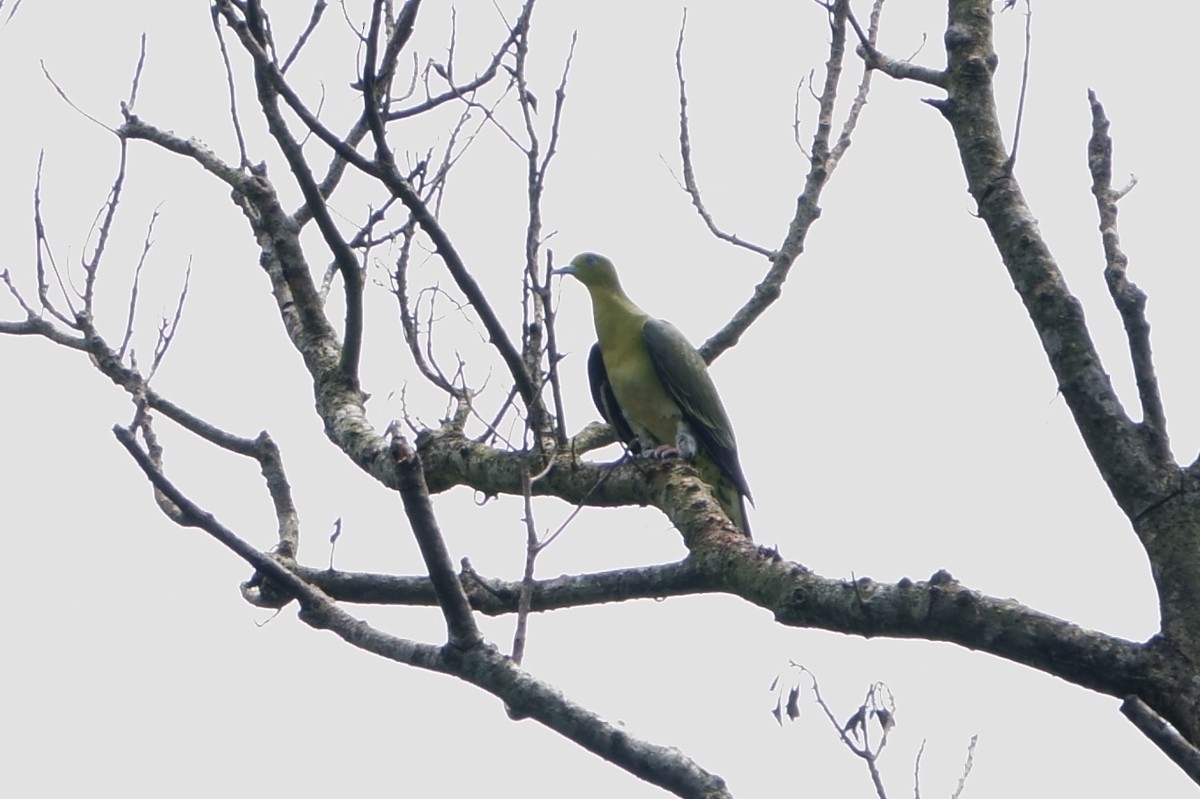 White-bellied Green-Pigeon - ML163371701