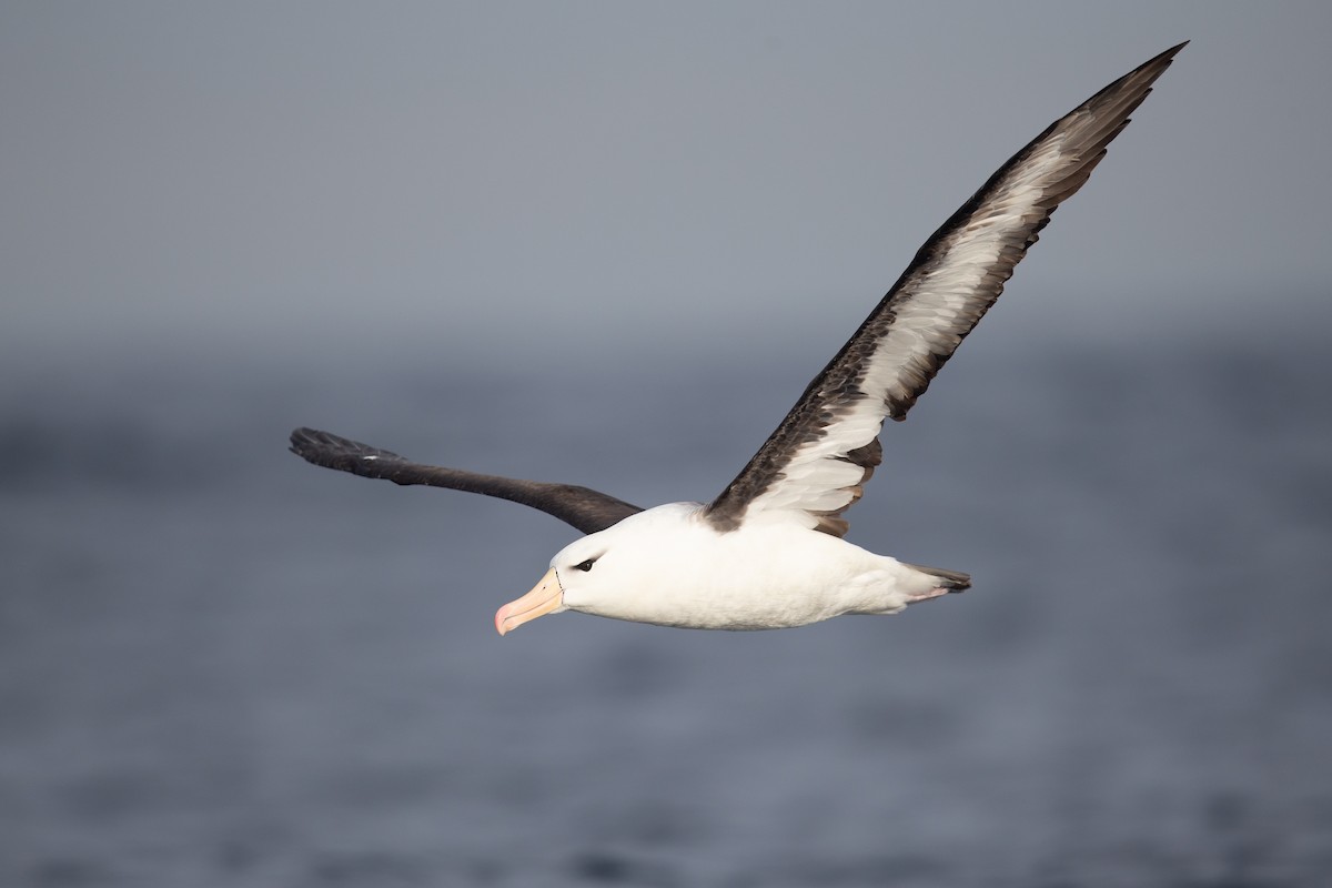 Black-browed Albatross - ML163372921