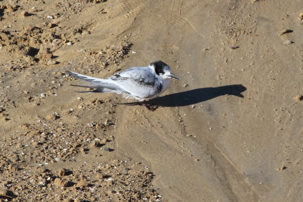 White-fronted Tern - ML163373691