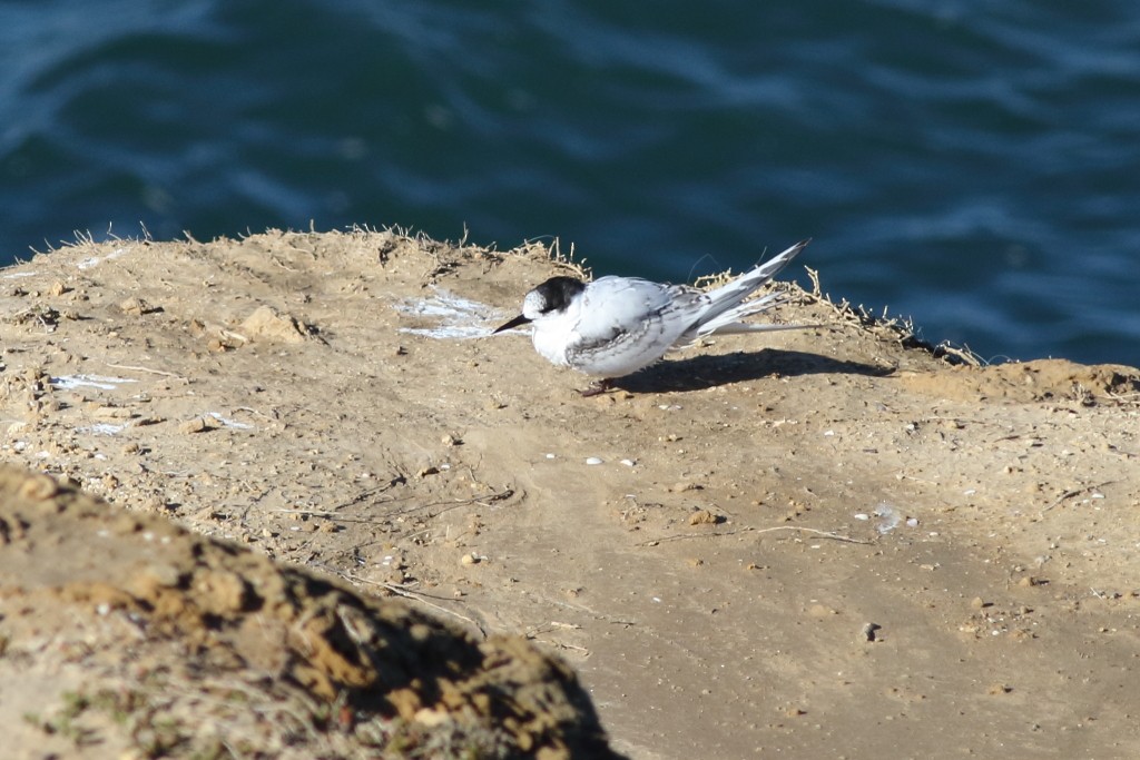 White-fronted Tern - ML163373701
