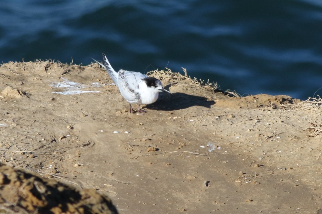 White-fronted Tern - ML163373721