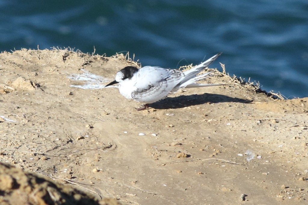White-fronted Tern - ML163373731