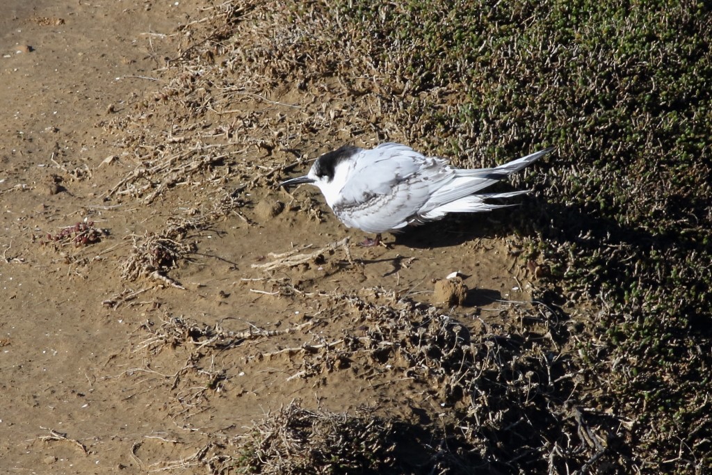 White-fronted Tern - ML163373741