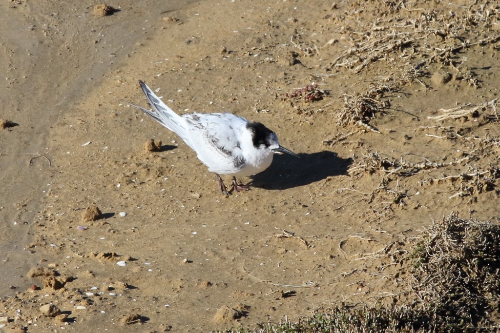 White-fronted Tern - Leigh Pieterse