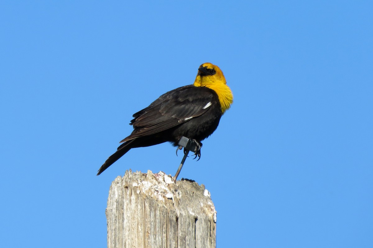 Yellow-headed Blackbird - ML163374991