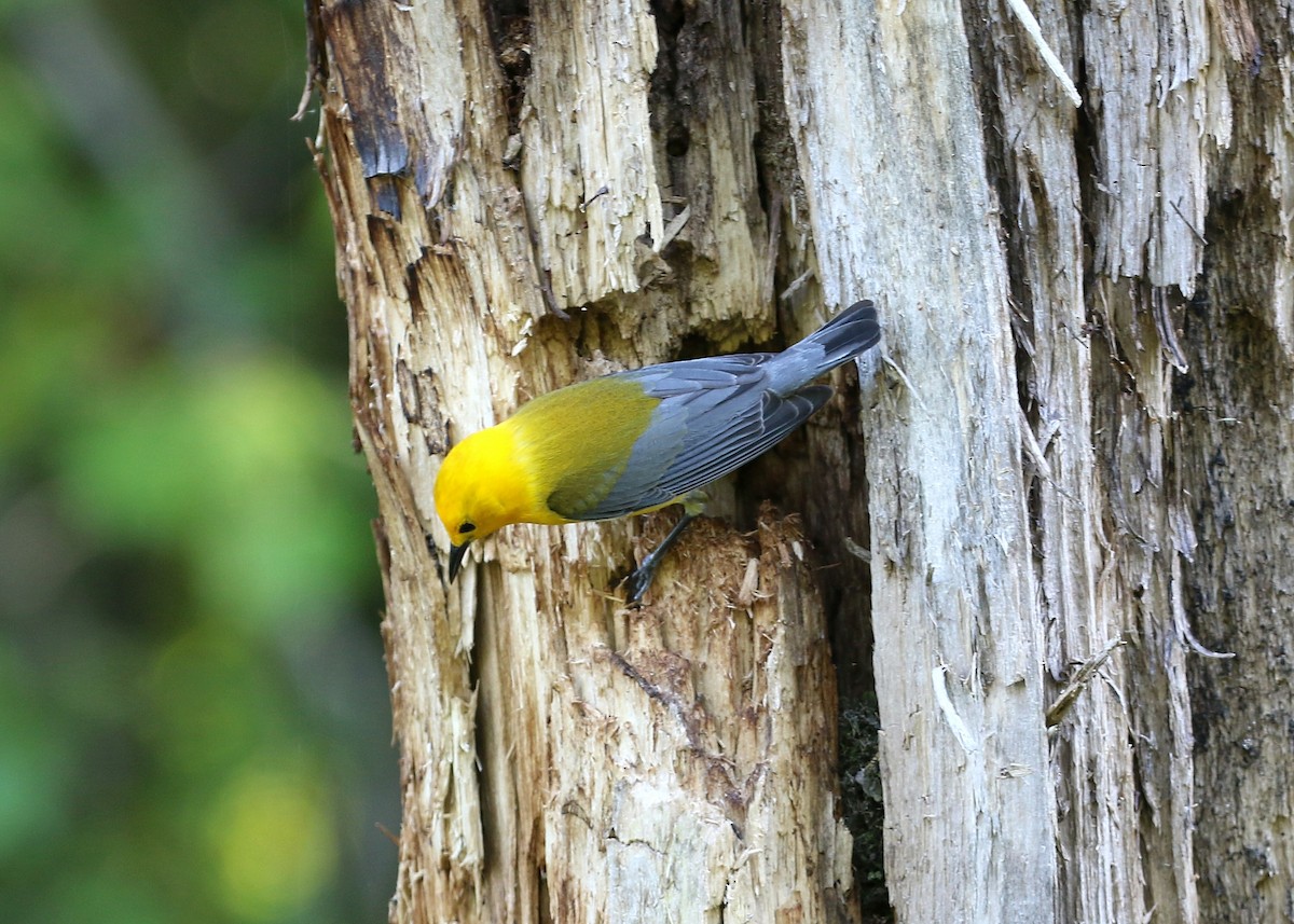 Prothonotary Warbler - Gary Chapin