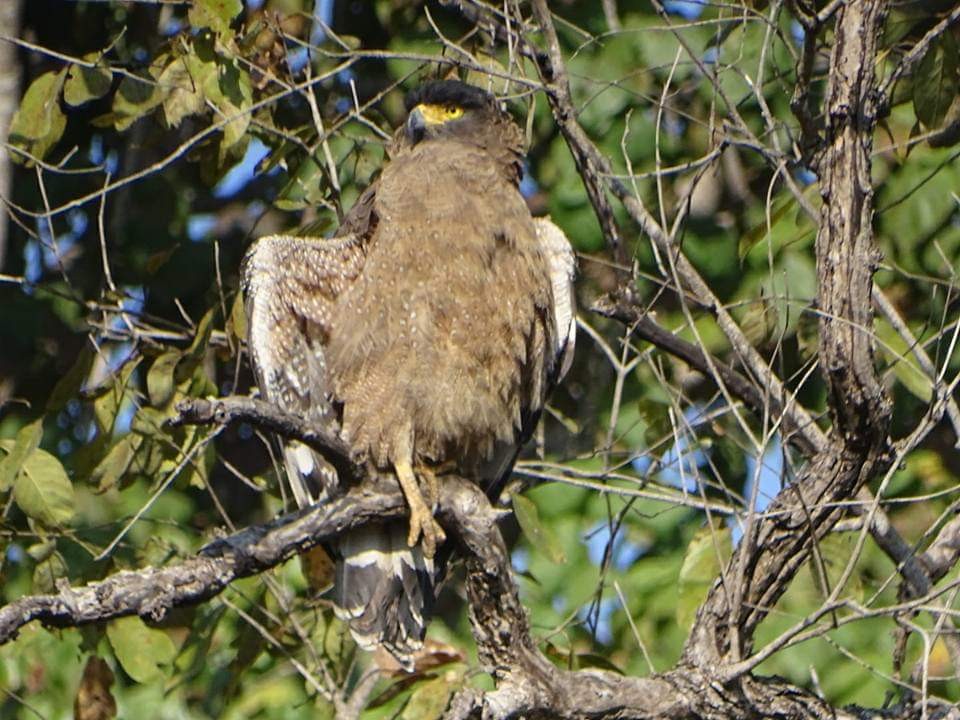 Crested Serpent-Eagle - ML163377741