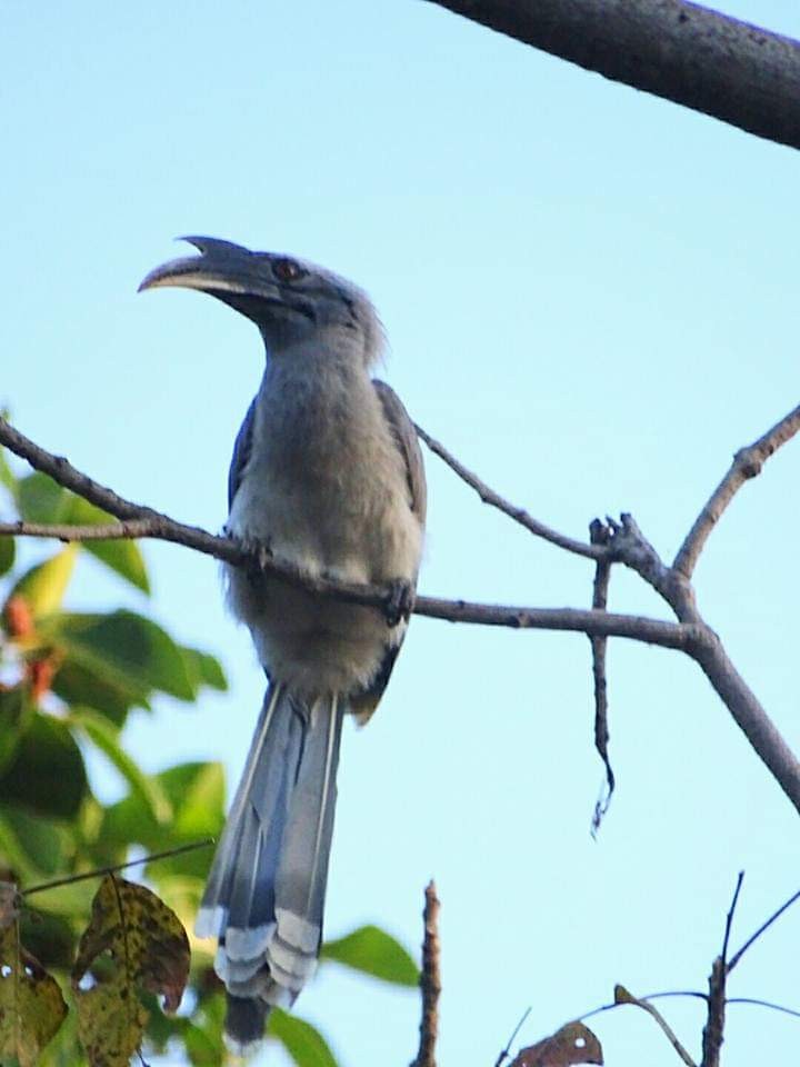 Indian Gray Hornbill - ML163377851