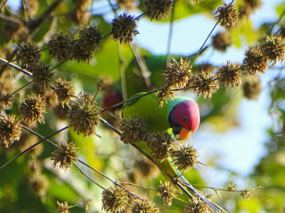 Plum-headed Parakeet - Sumit Majumdar
