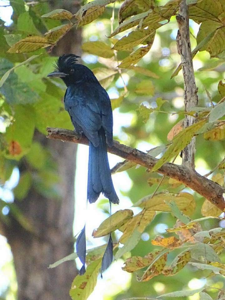 Greater Racket-tailed Drongo - ML163377911